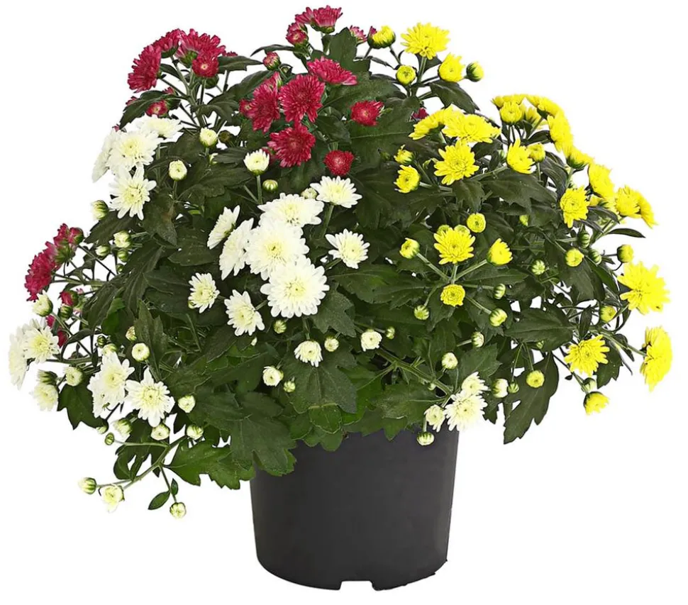 Herbst Chrysanthemen-Trio