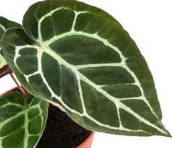 Herzblattblume - Anthurium crystallinum