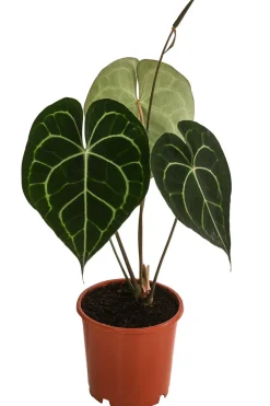 Herzblattblume - Anthurium clarinervium