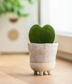 Herzblatt-Pflanze - Hoya kerrii