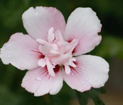 Hibiskus 'China Chiffon®' - Garten-Eibisch