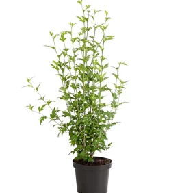 Hibiskus 'China Chiffon®' - Garten-Eibisch