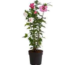 Hibiskus-Duo - Garten-Eibisch, verschiedene Farbkombinationen