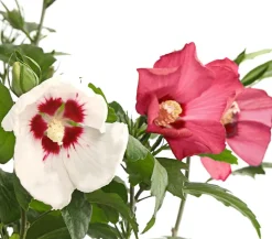 Hibiskus-Duo - Garten-Eibisch, verschiedene Farbkombinationen