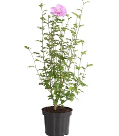 Hibiskus 'Lavender Chiffon®' - Garten-Eibisch