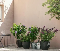 Hibiskus 'Maike' - Garten-Eibisch