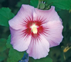 Hibiskus 'Maike' - Garten-Eibisch