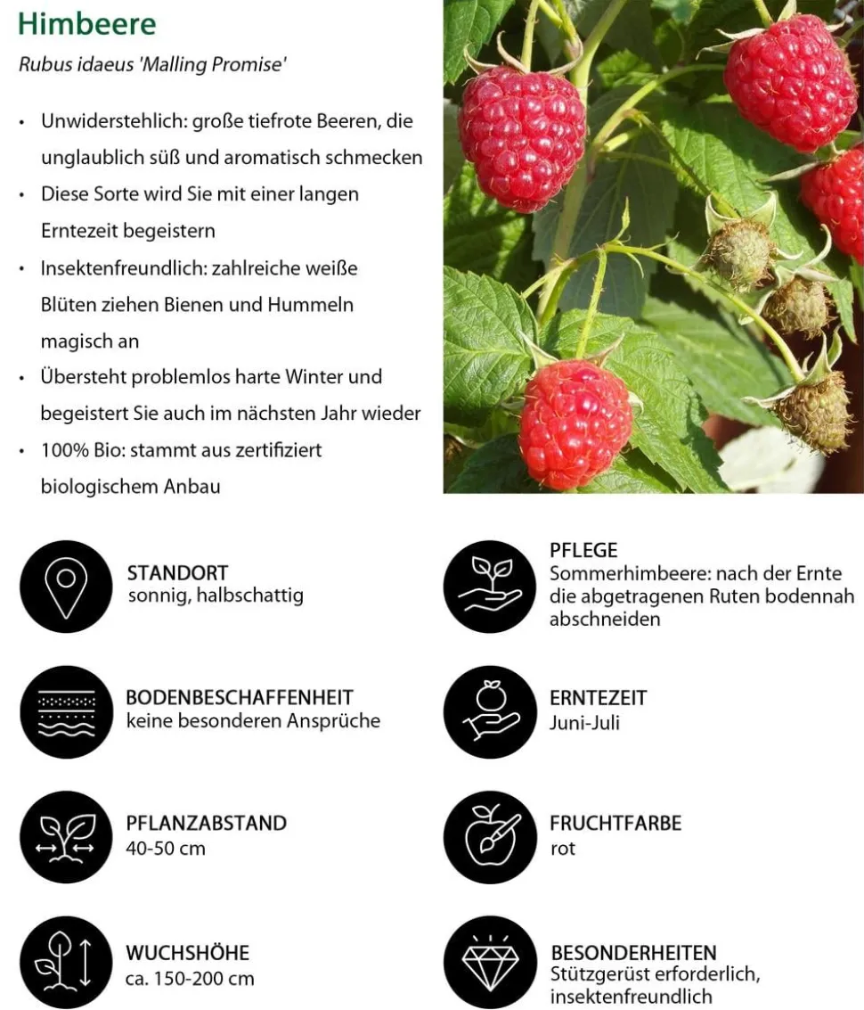 Himbeer-Brombeer-Set Beerentöne, 4-teilig
