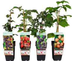 Himbeer-Brombeer-Set Beerentöne, 4-teilig