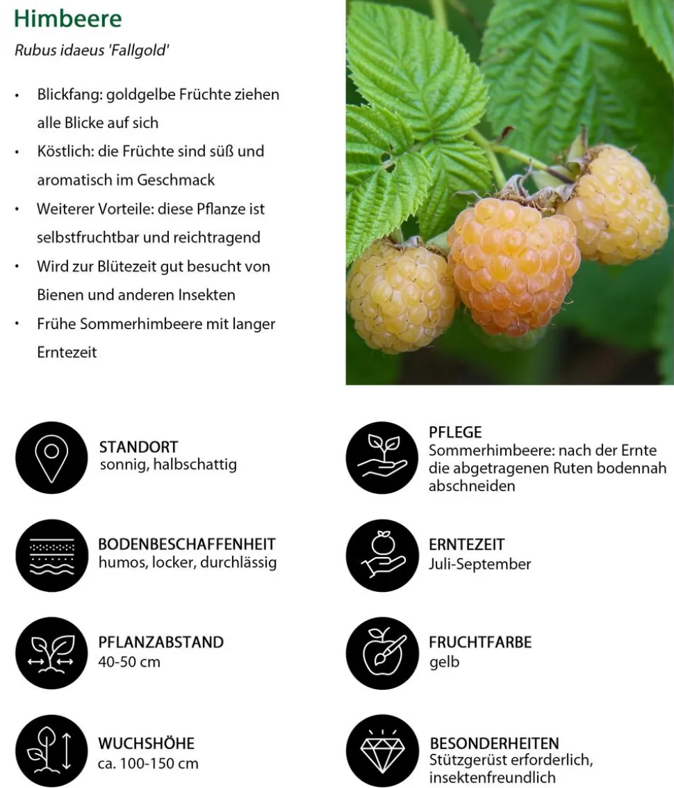 Himbeer-Brombeer-Set Gesund & Lecker, 3-teilig