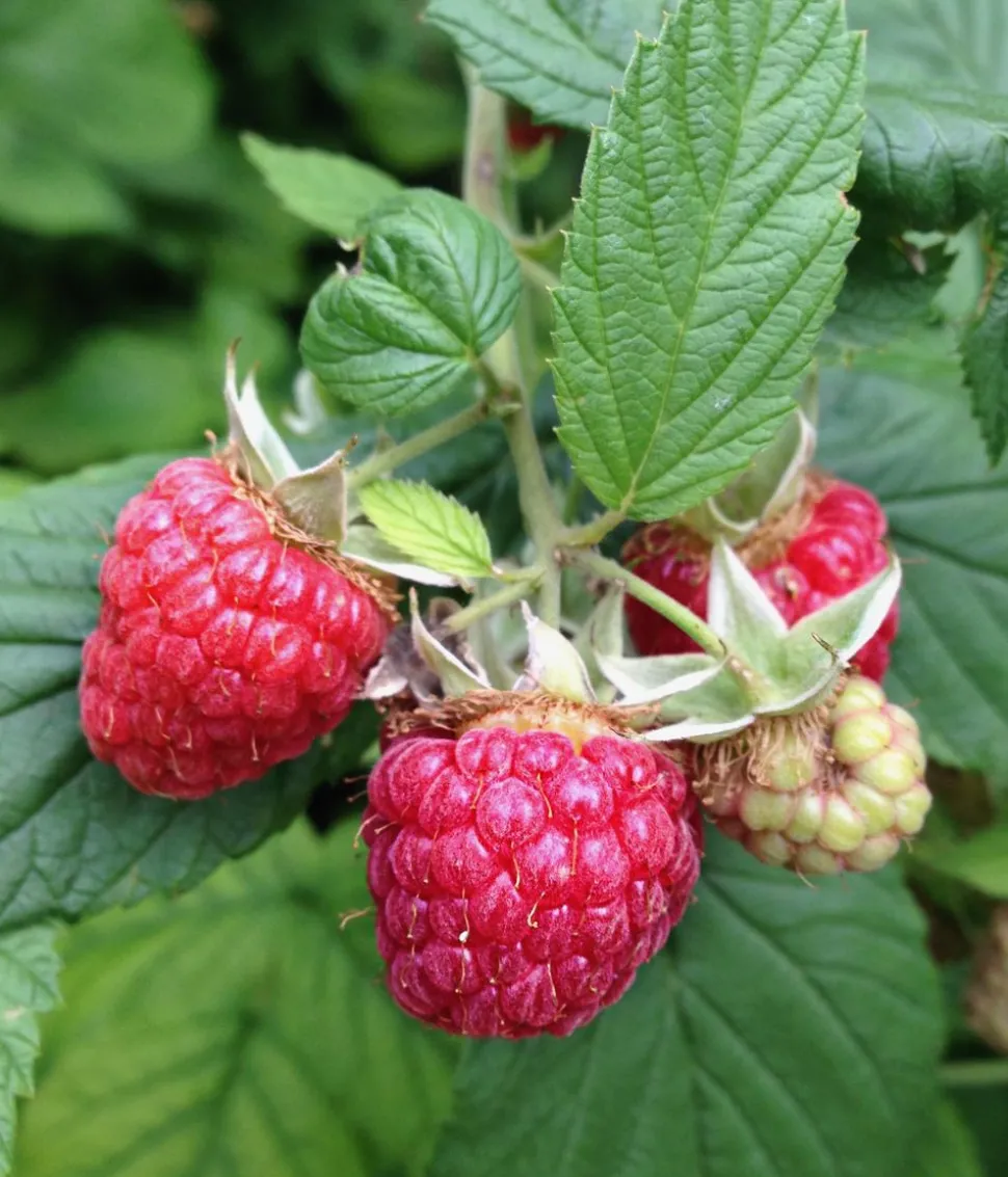 Himbeere 'Erntesegen'
