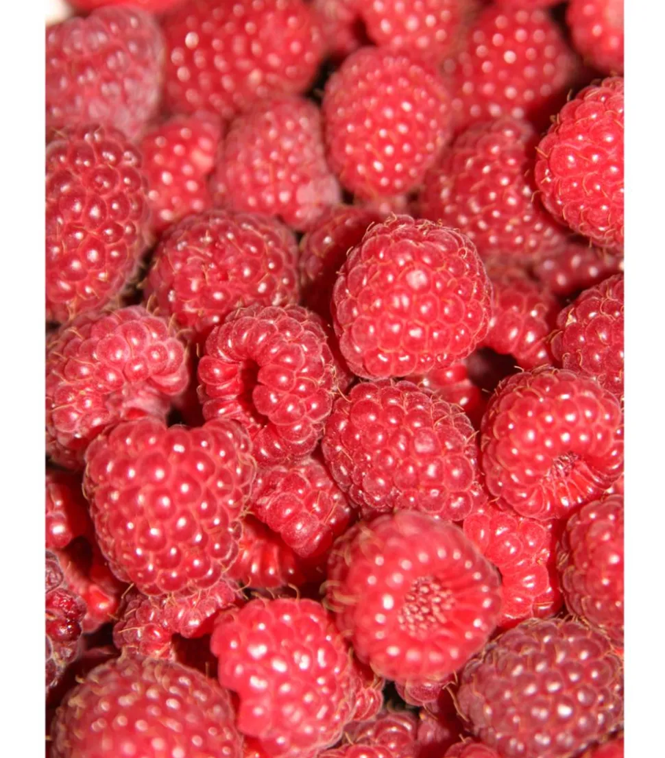 Himbeere 'Sugana® TwoTimer®', rot