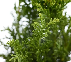 Hinoki-Scheinzypresse 'Drath'