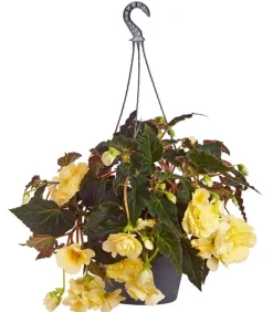 Hängebegonie 'Champagner', Ampel