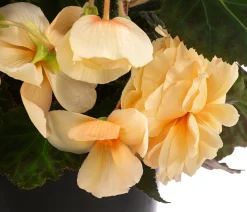 Hängebegonie 'Champagner', Ampel