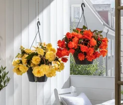 Hängebegonie 'Belina®', Ampel