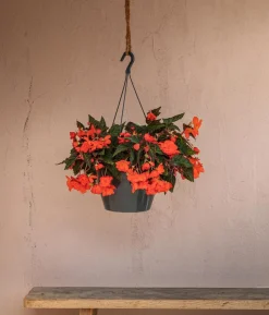 Hängebegonie 'Belina®', Ampel