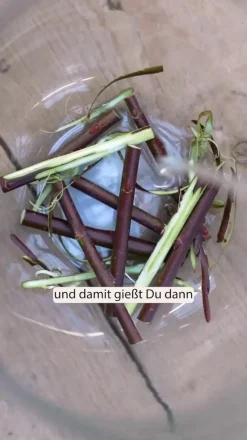 Hänge-Kätzchenweide 'Kilmarnock'
