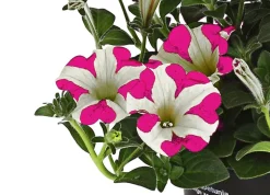 Hängepetunie 'Pink Heart®'