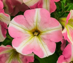 Hängepetunie 'Princess'