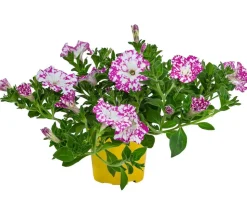 Hängepetunie 'Pink Sky'