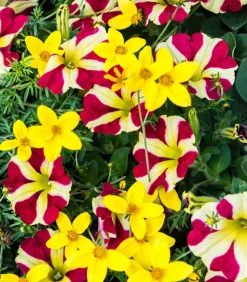 Hängepetunie 'Queen of Hearts®'
