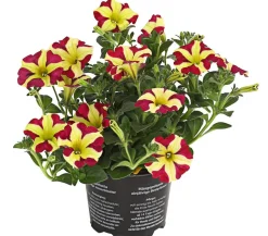 Hängepetunie 'Queen of Hearts®'