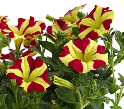 Hängepetunie 'Queen of Hearts®'