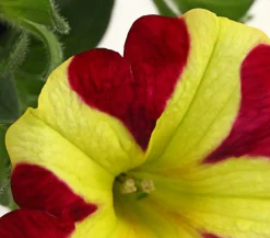 Hängepetunie 'Queen of Hearts®'