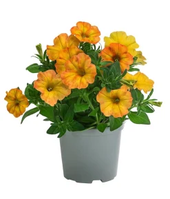 Hängepetunie 'Sunset Orange'