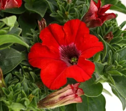 Hängepetunie 'Surfinia', verschiedene Farben