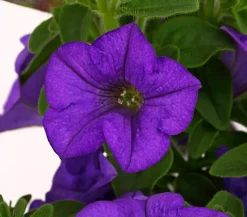 Hängepetunie 'Surfinia', verschiedene Farben