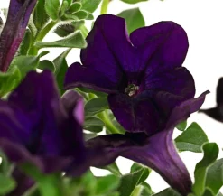 Hängepetunie 'Surfinia', verschiedene Farben