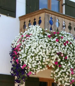 Hängepetunie 'Surfinia', verschiedene Farben