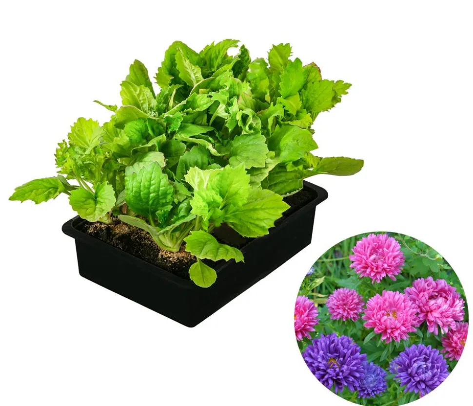 Hohe Sommeraster, verschiedene Farben, 6er Schale