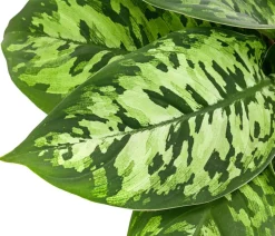 Homalomena - Homalomena wallisii 'Camouflage'