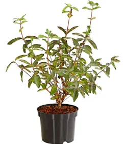 Honigbeere 'Polina'