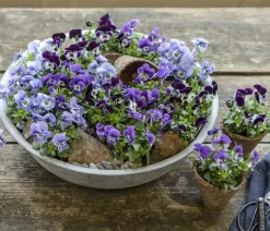 Hornveilchen, verschiedene Farben