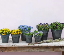 Hornveilchen, verschiedene Farben