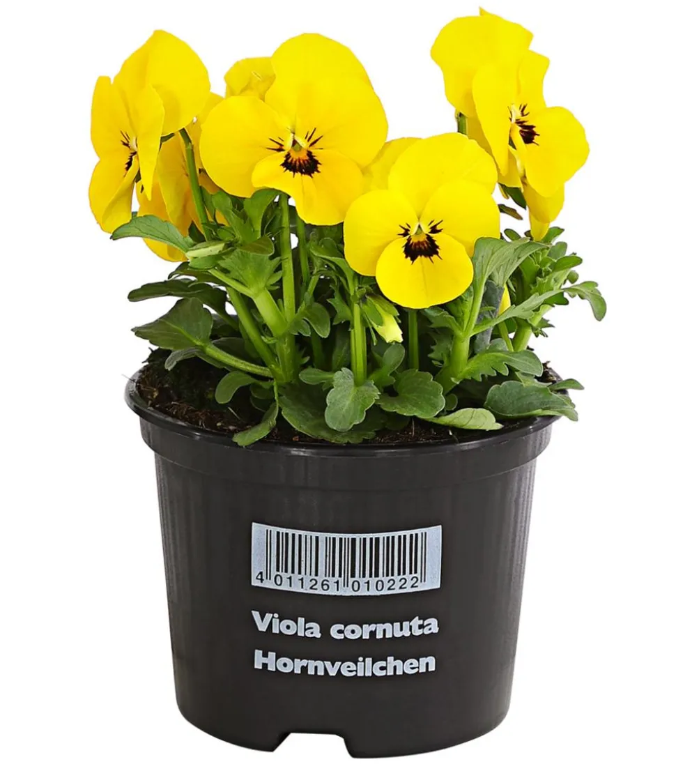 Hornveilchen, verschiedene Farben