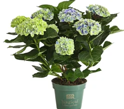 Hortensie 'Magical', verschiedene Farben