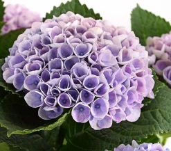 Hortensie 'Magical', verschiedene Farben