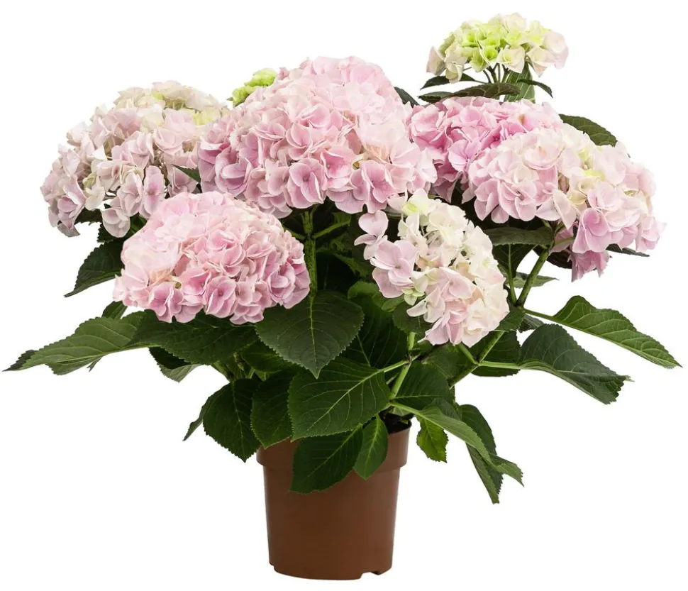 Hortensie - Hydrangea macrophylla 'Sonnenstein'