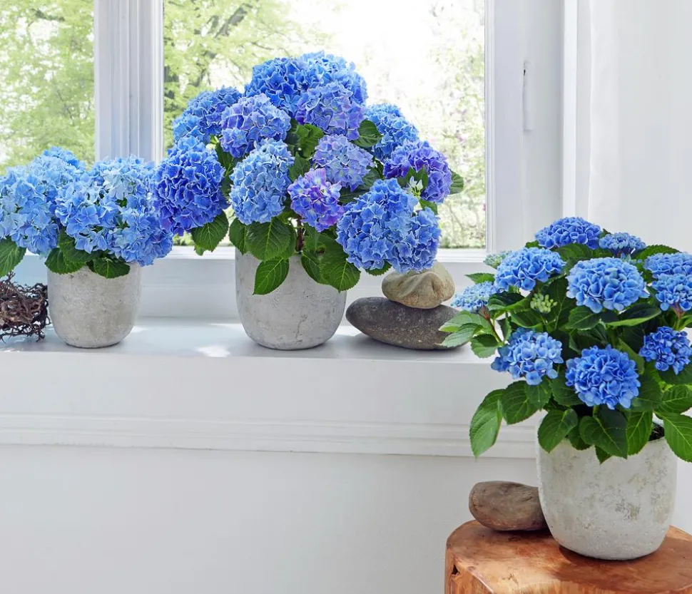 Hortensie - Hydrangea macrophylla