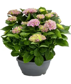 Hortensie - Hydrangea macrophylla 'Magical', verschiedene Farben, Schale