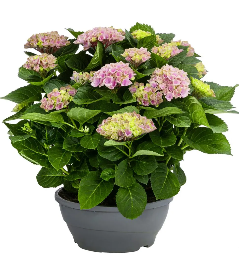 Hortensie - Hydrangea macrophylla 'Magical', verschiedene Farben, Schale