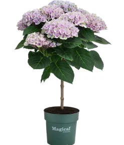 Hortensie 'Magical Revolution'