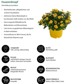 Husarenknöpfchen