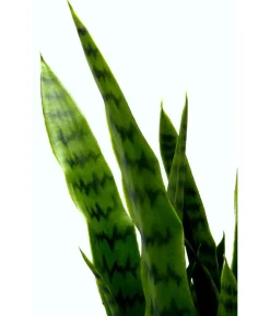 I.GE.A. Kunstpflanze Sansevieria im Kunststoff-Topf, ca. H75 cm