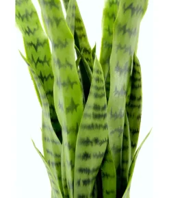 I.GE.A. Kunstpflanze Sansevieria im Kunststoff-Topf, ca. H75 cm